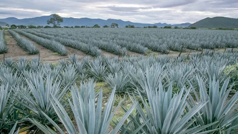 Agave harvester in Jalisco fields